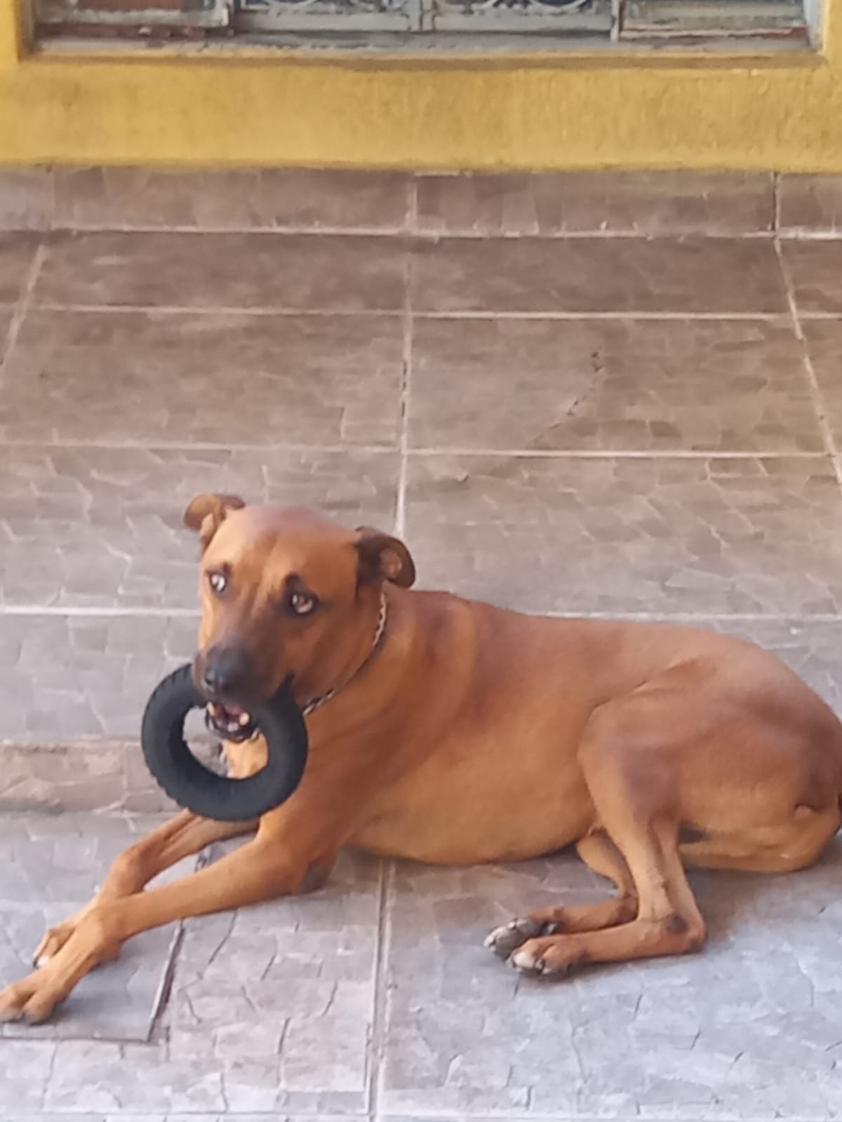 Scooby