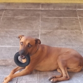 Scooby