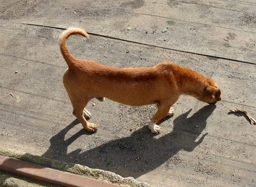 Pirulito