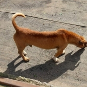 Pirulito