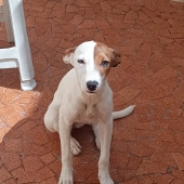 Princesa
