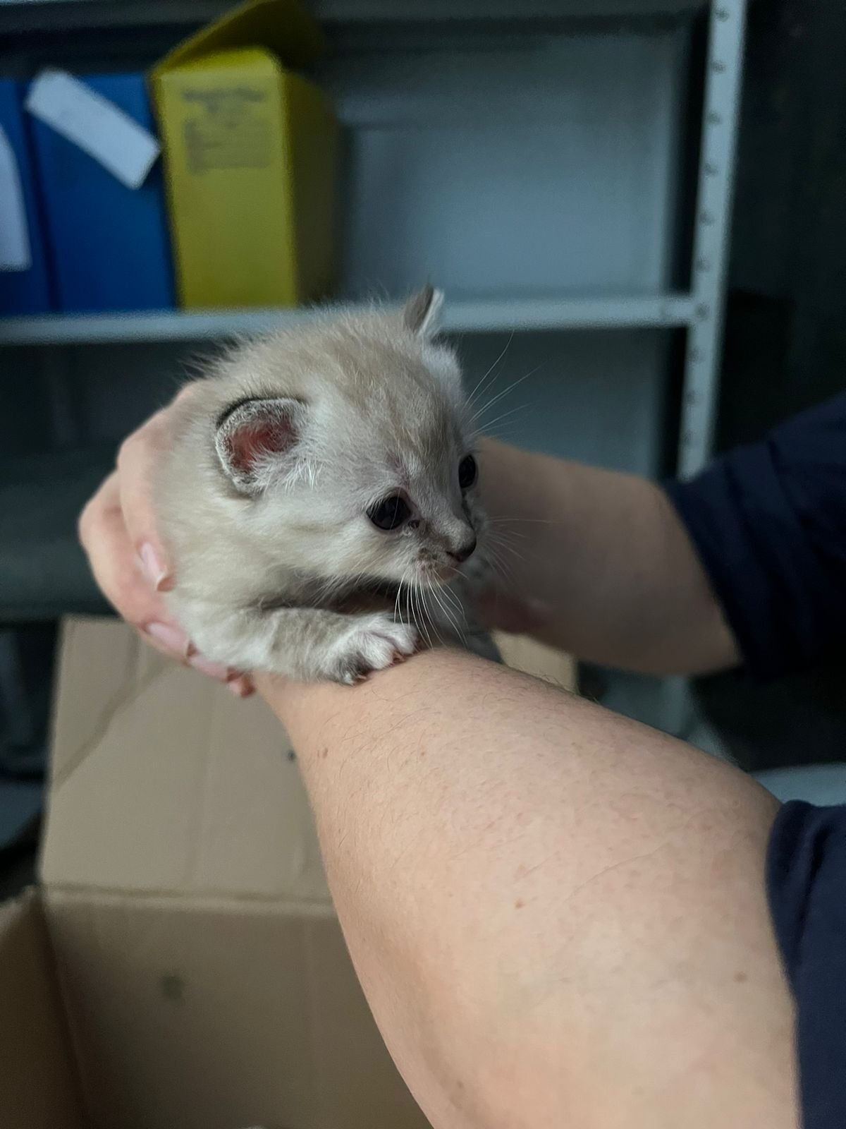 Gato 