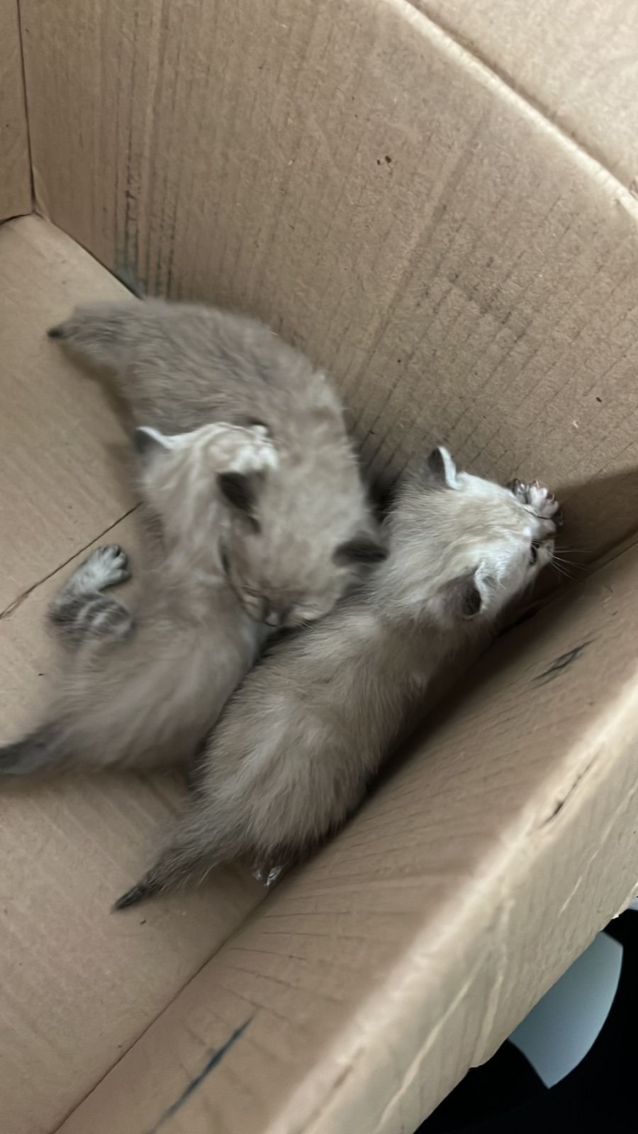 Gato 