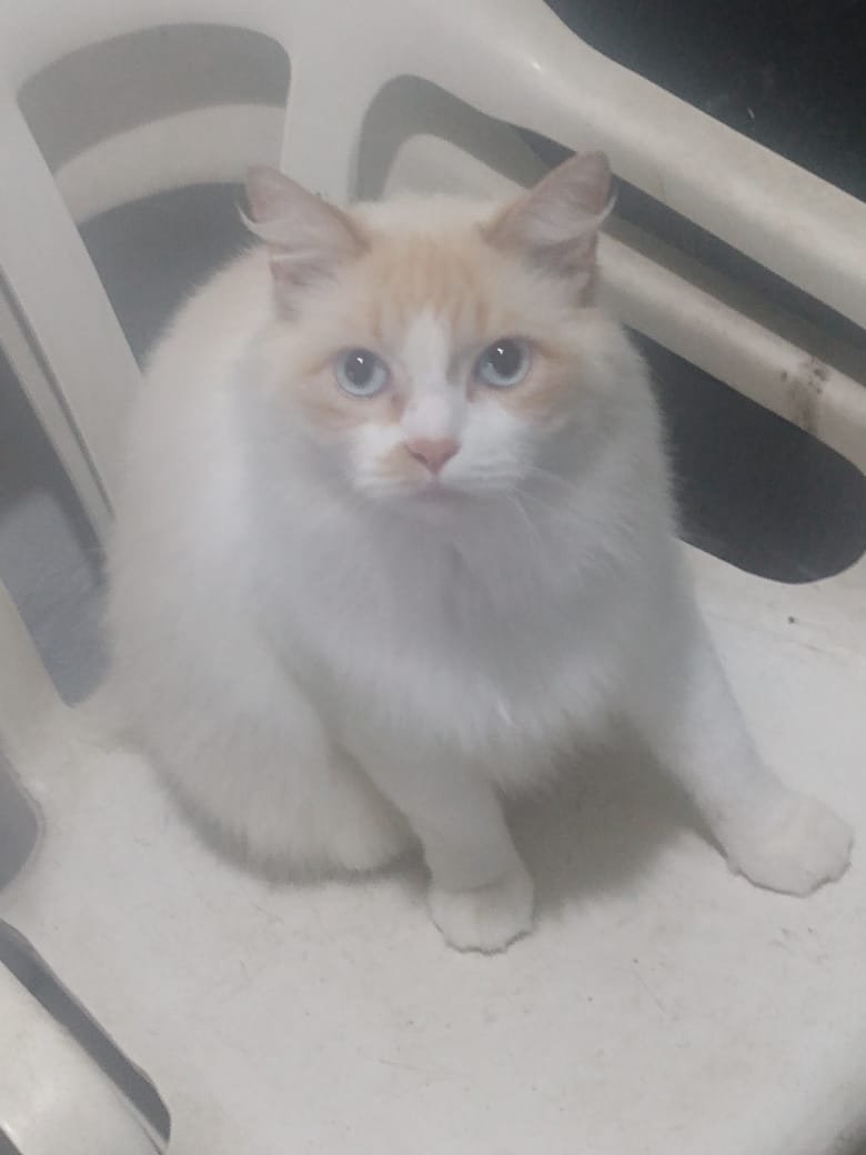 Leo