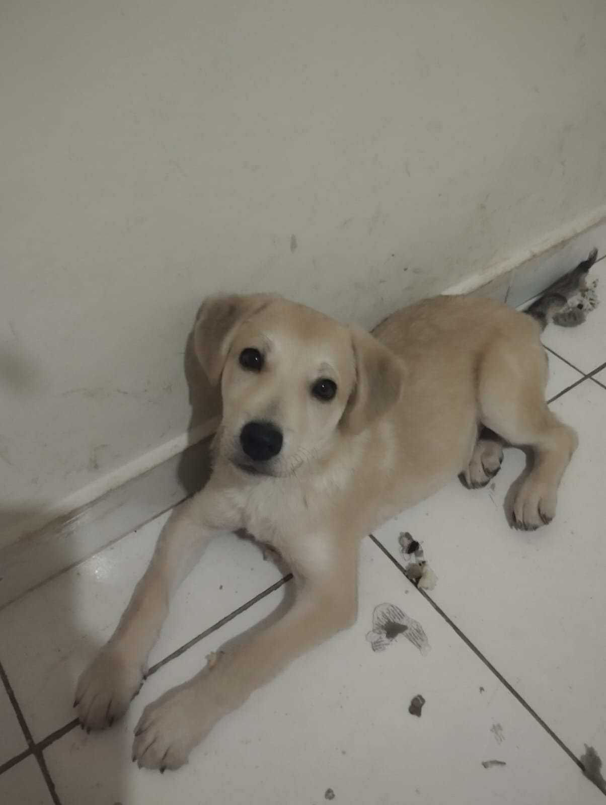 Madruguinha