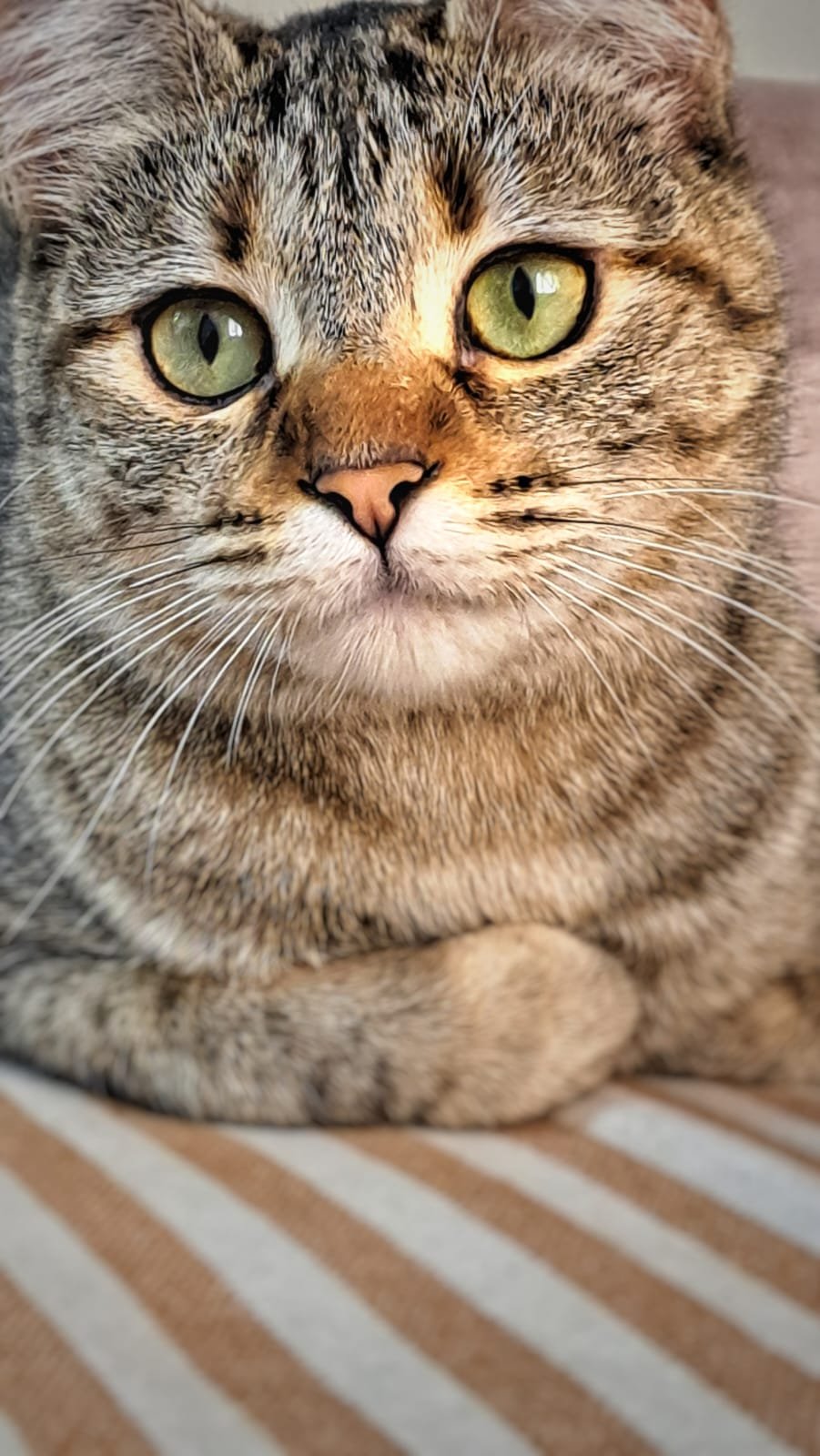 Kiti
