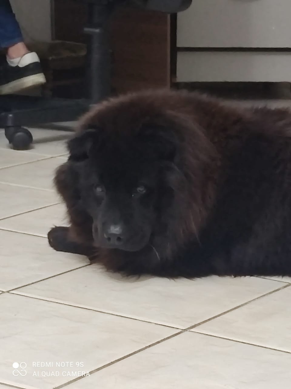 Cookie