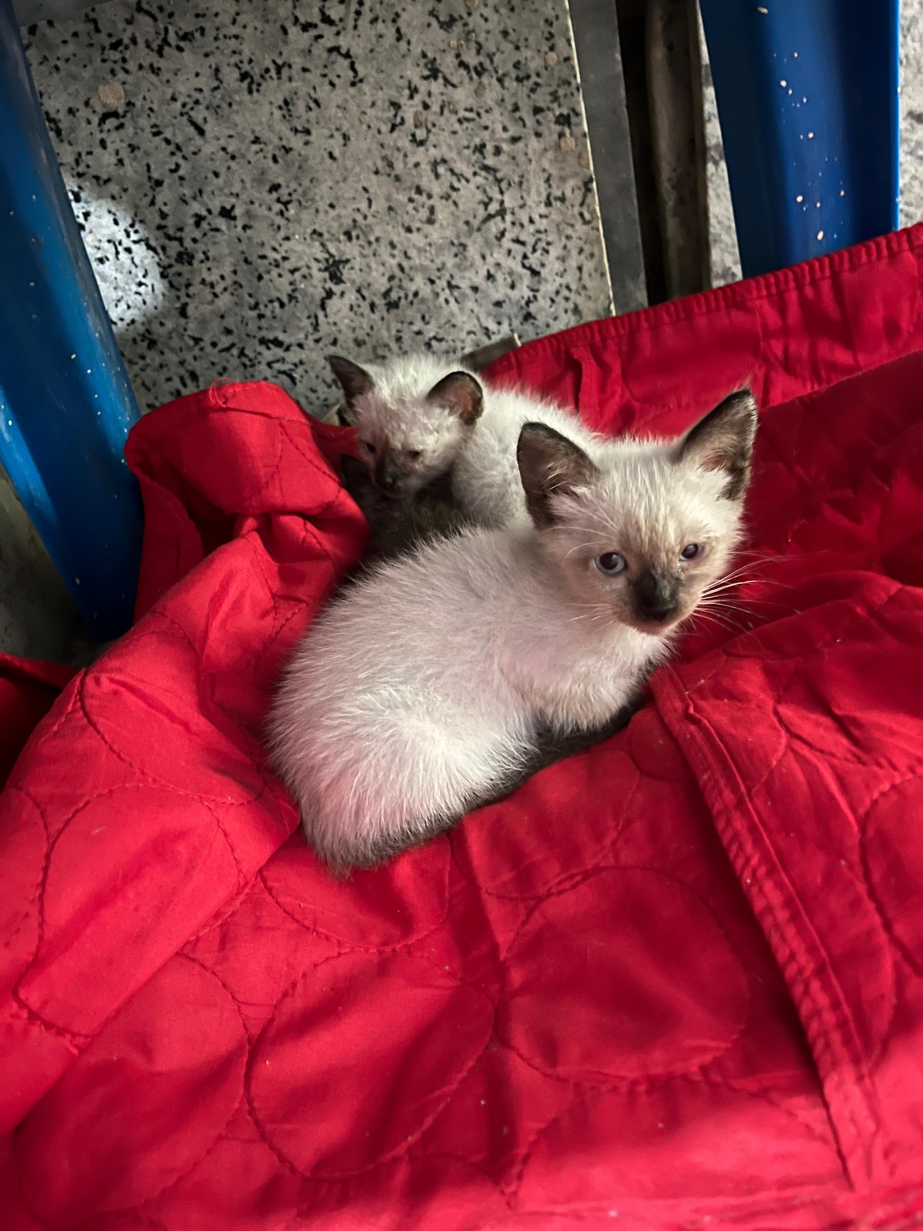 gato