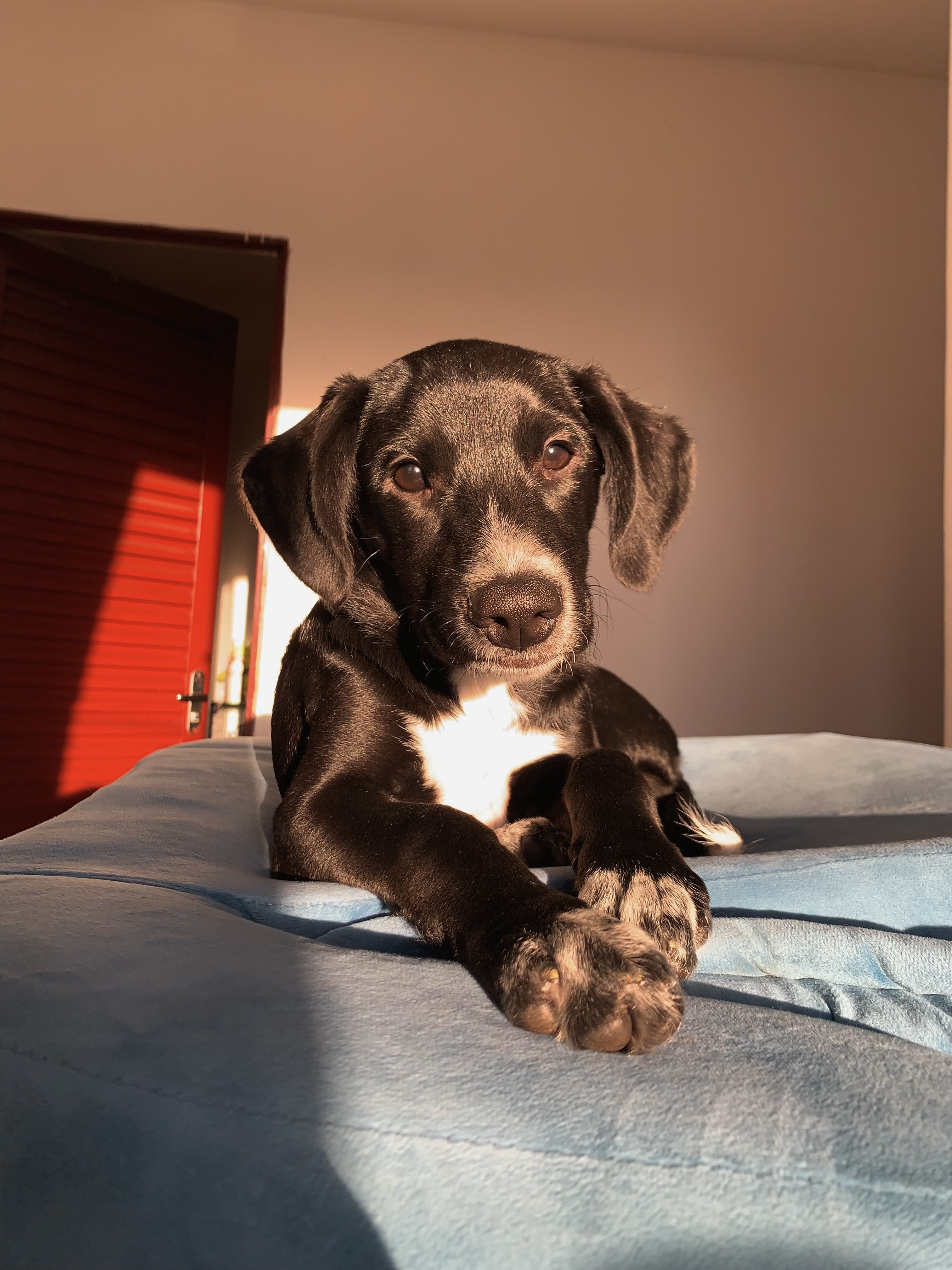 Dalila