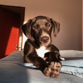 Dalila