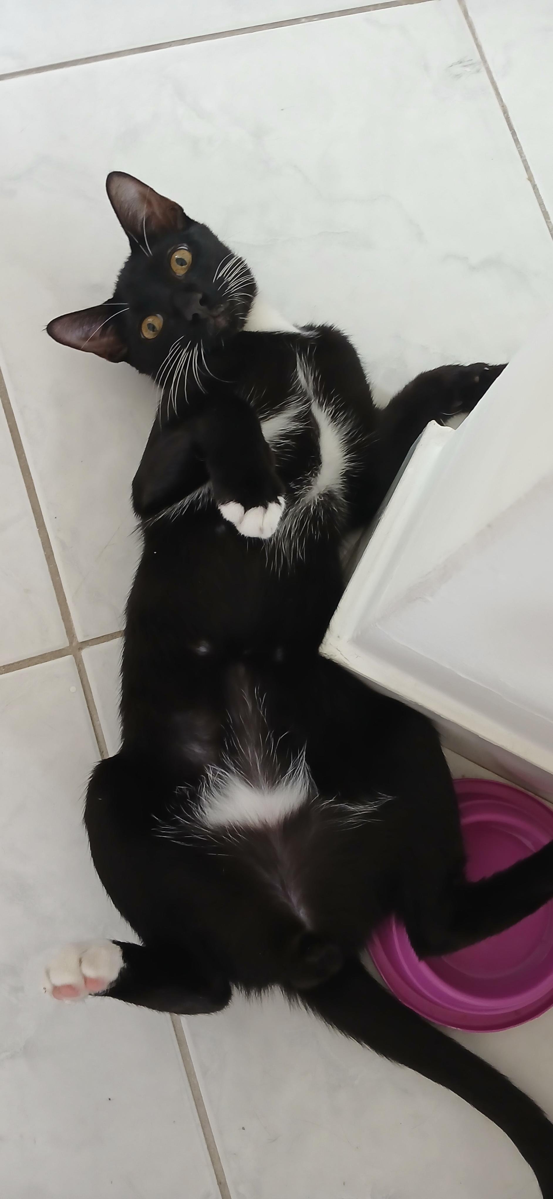 Loki