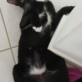 Loki