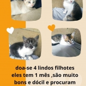 Não tem 
