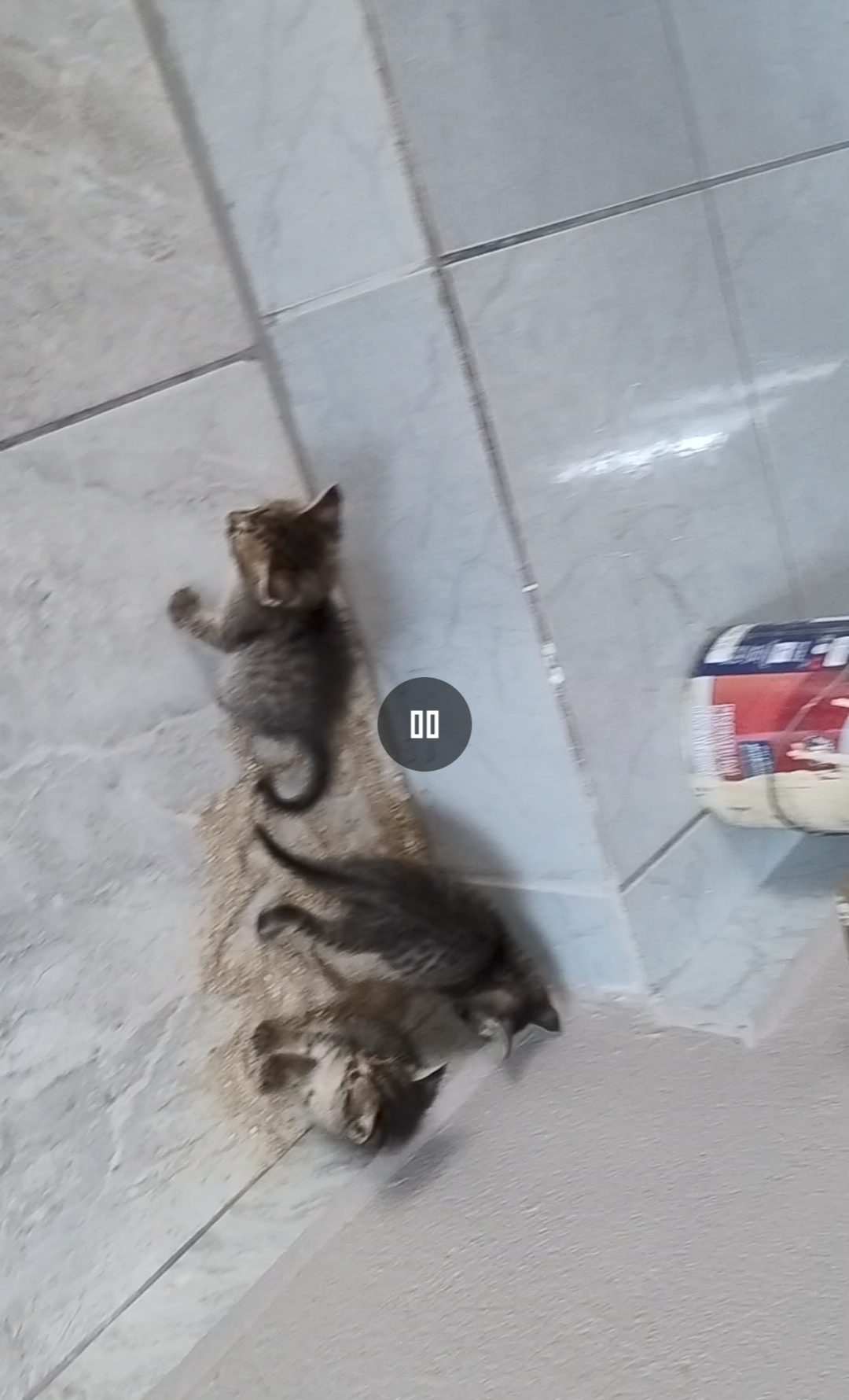 Filhote da oncinha 
