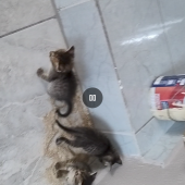Filhote da oncinha 