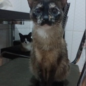 Katty