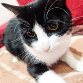 Aloki