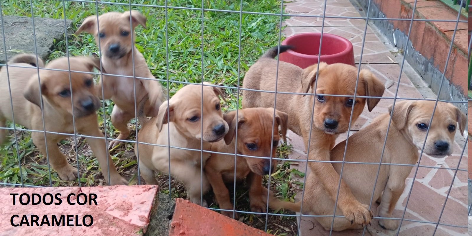 sem nome , são 6 filhotes