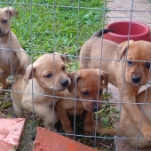 sem nome , são 6 filhotes