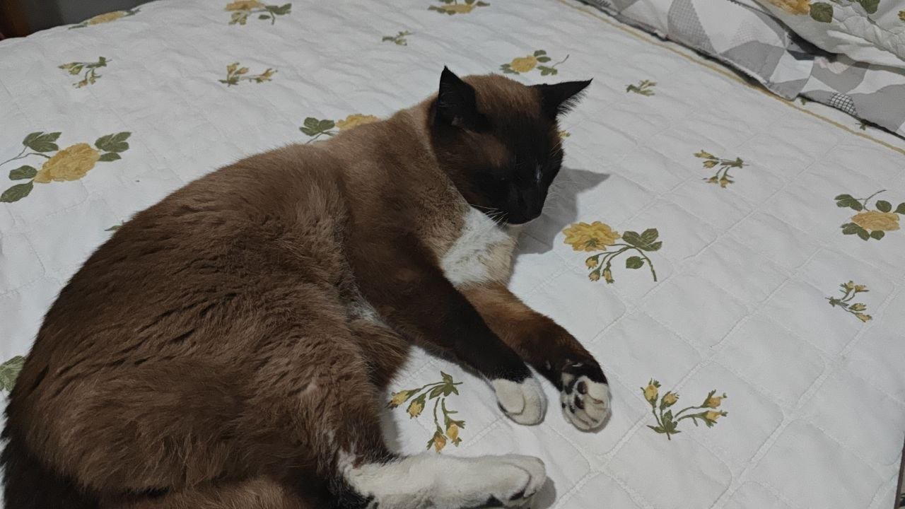 Tuncio