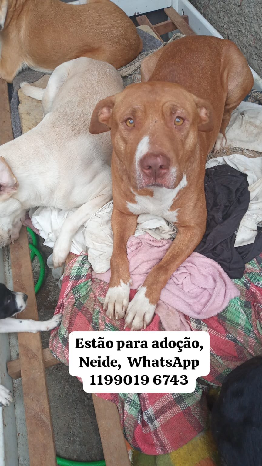 Adoção 