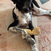 Lily - animal para adoção