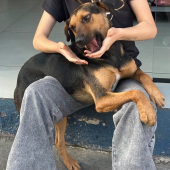 não identificado - animal para adoção