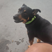 Cadu  - animal para adoção