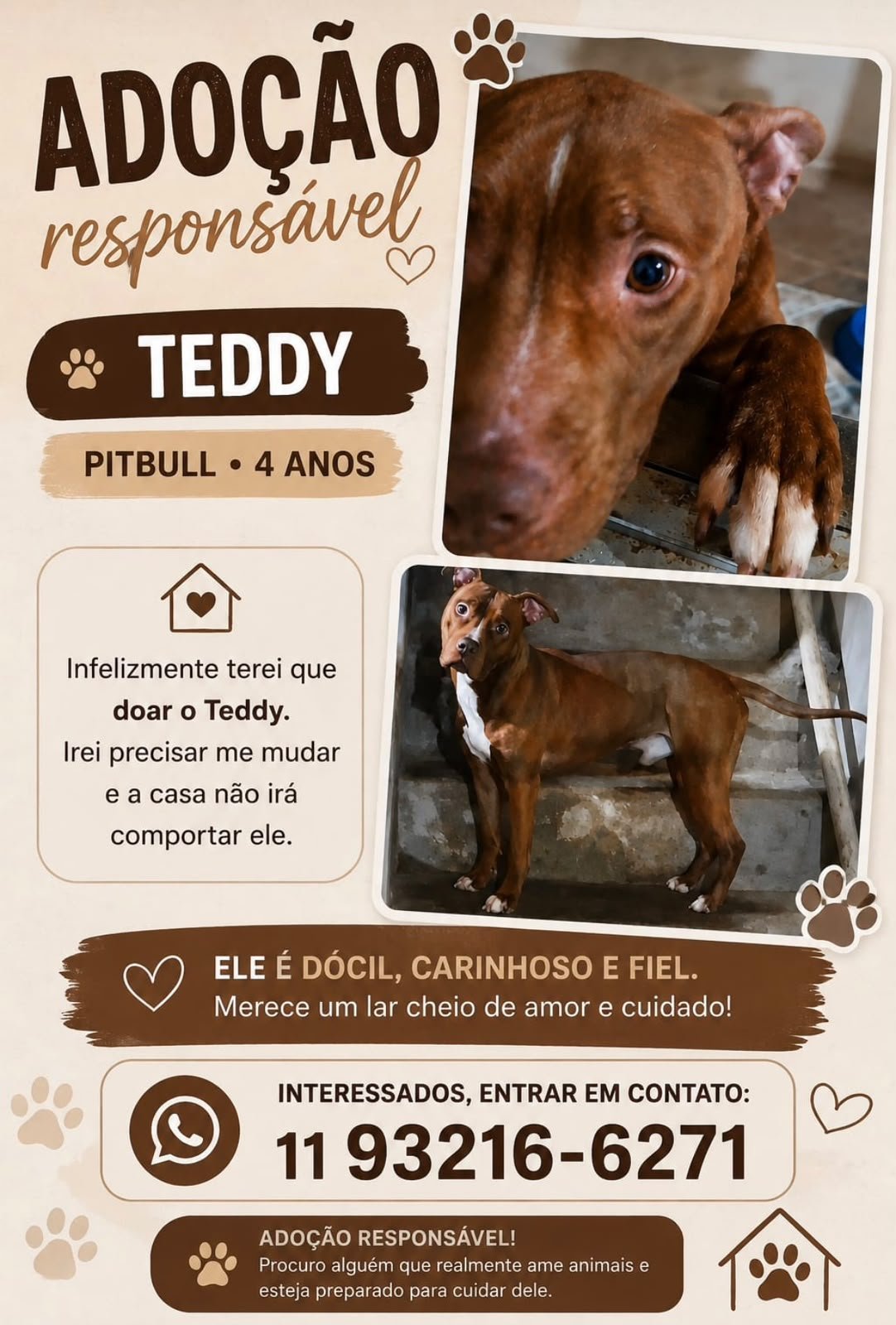 Teddy