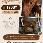 Teddy - animal para adoção