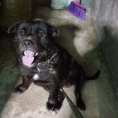 Thor - animal para adoção