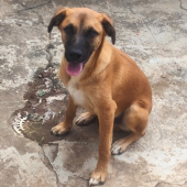 Spike  - animal para adoção