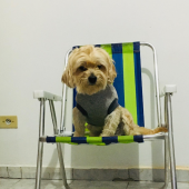Apolo - animal para adoção